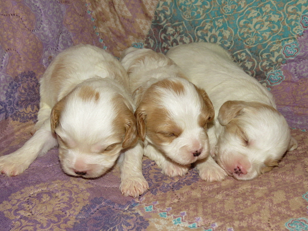 Yalili’s Puppies – 2 Weeks Old